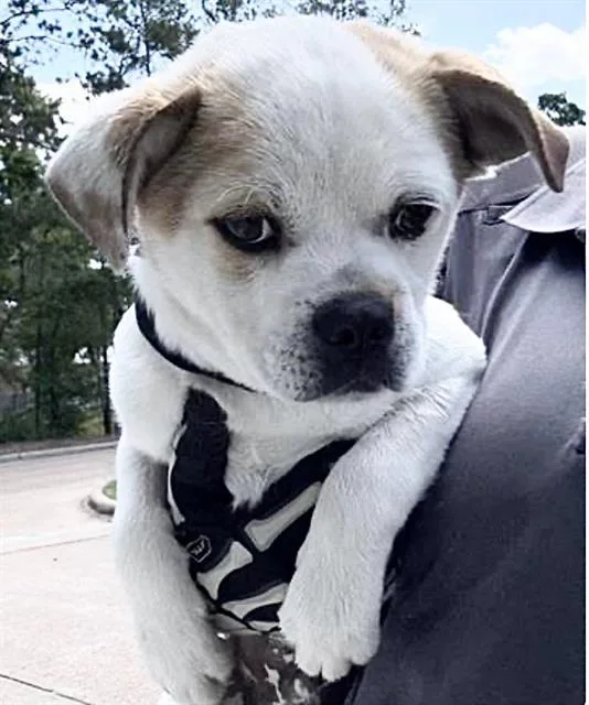 A baby small-sized male Pug dog named Theo for adoption in Houston, TX