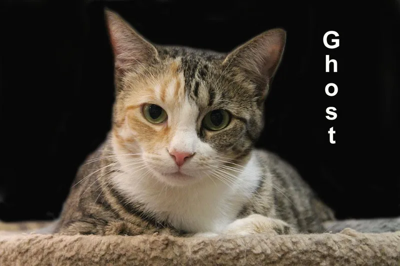 An adult medium-sized female Black Domestic Short Hair cat named Ghost & Lovey Gra. for adoption in Stowe, PA