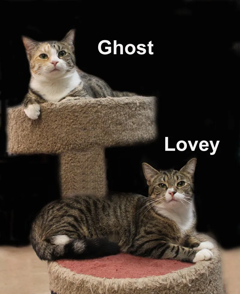 Ghost & Lovey Gra. thumbnail 2