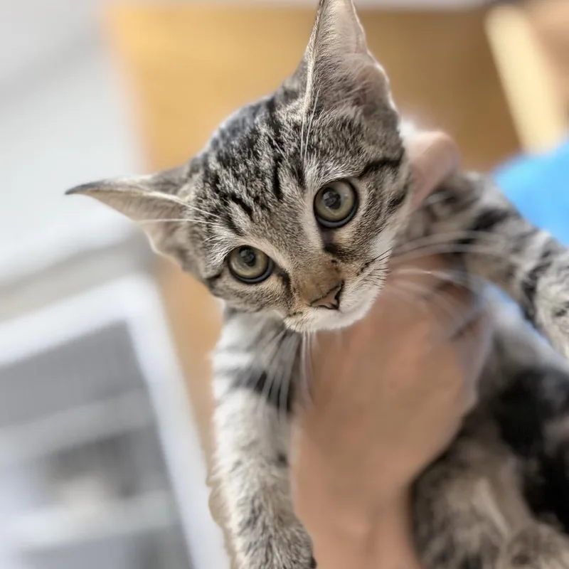 A baby small-sized female Gray / Blue / Silver Domestic Short Hair cat named Sable for adoption in Tyler, TX