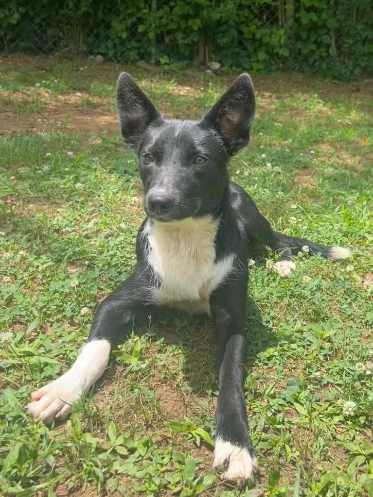 A young medium-sized male Labrador Retriever dog named Socks for adoption in Benton, AR