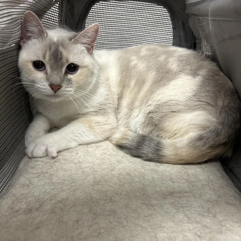 An adult medium-sized female Domestic Short Hair cat named Marshmallow for adoption in Henderson, NV