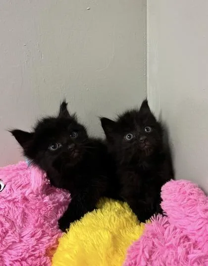 A baby medium-sized male Cymric cat named Finch for adoption in Picayune, MS