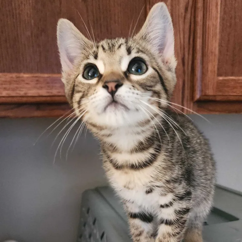 Bobbycat