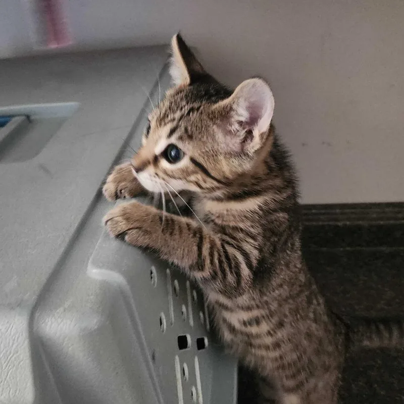 Bobbycat thumbnail 2