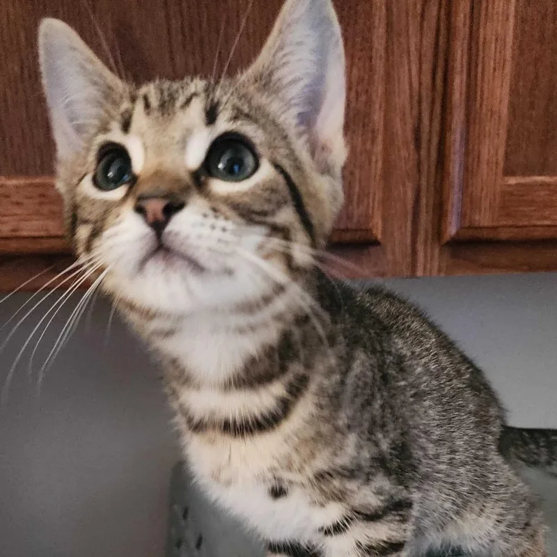 Bobbycat thumbnail 3