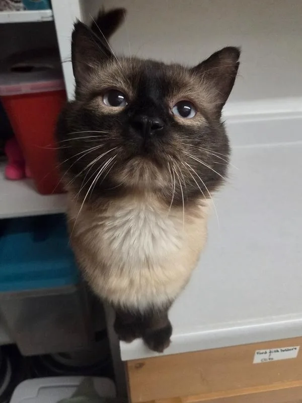 An adult medium-sized male Siamese cat named Walrus for adoption in Salmon, ID