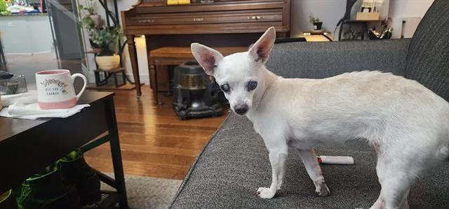 A young small-sized female Chihuahua dog named Lady Luck for adoption in San Antonio, TX