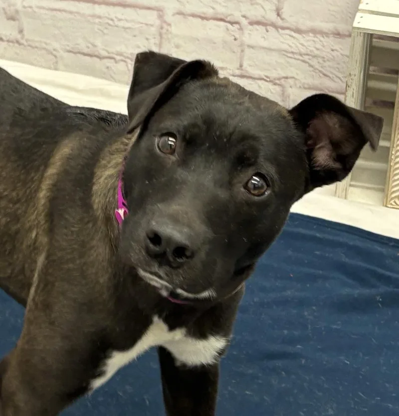 A young medium-sized female Mixed Breed dog named Bloomlet for adoption in Detroit, MI