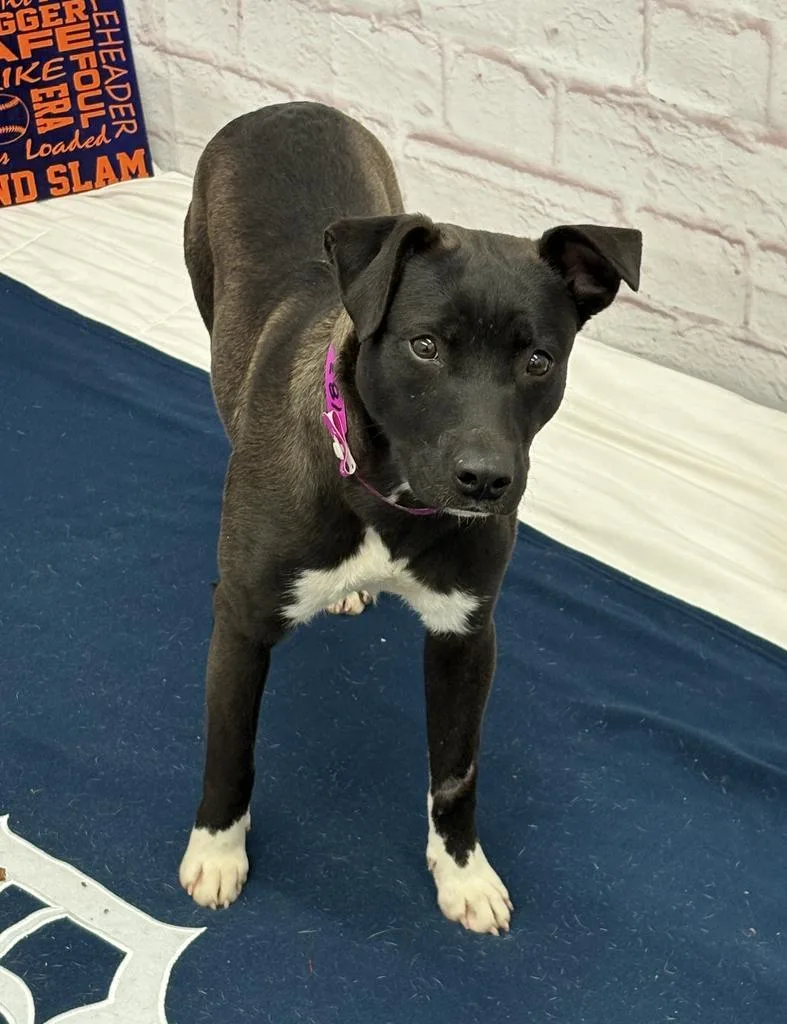 Bloomlet thumbnail 2