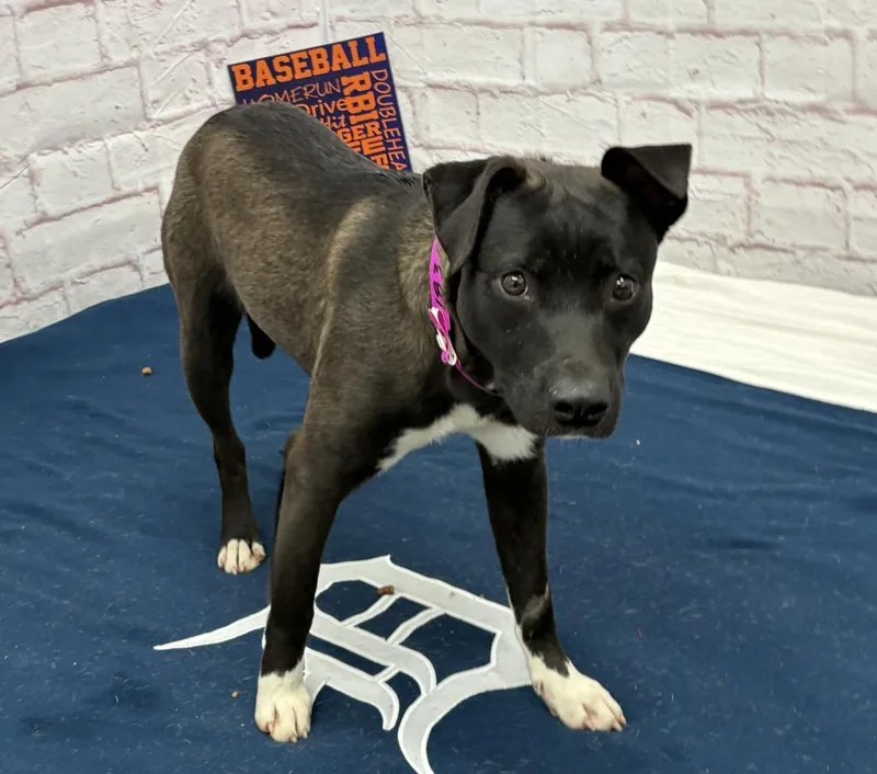 Bloomlet thumbnail 3