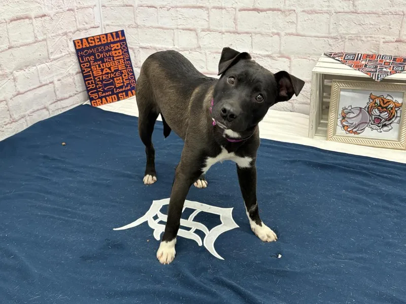 Bloomlet thumbnail 5