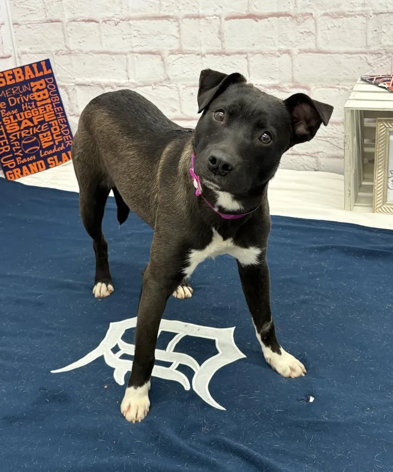 Bloomlet thumbnail 6