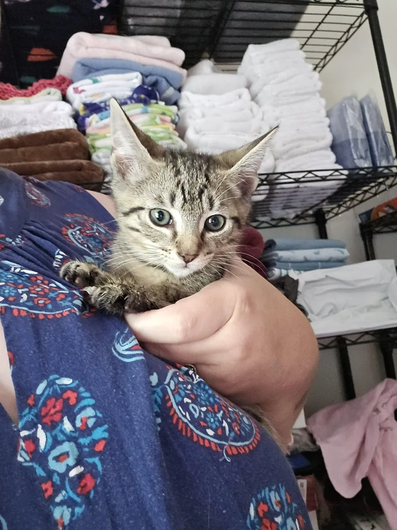 A baby medium-sized male Domestic Short Hair cat named Goose for adoption in Forest, VA
