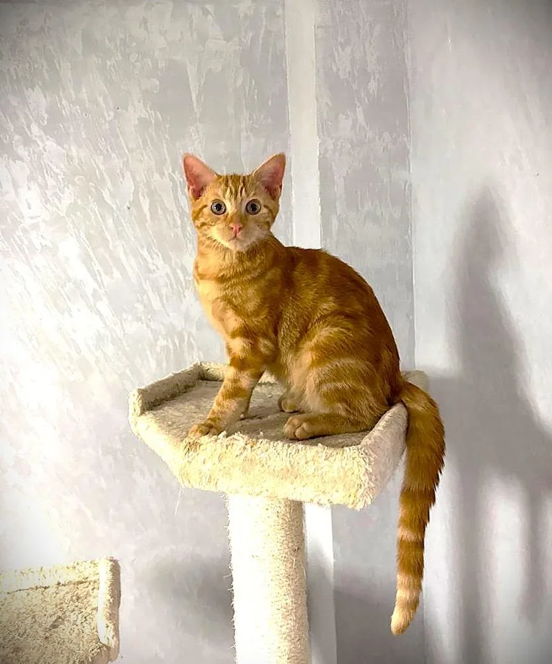 A baby medium-sized male Orange / Red American Shorthair cat named Coral for adoption in Brooklyn, NY
