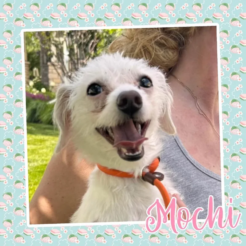 An adult small-sized female White / Cream Miniature Dachshund dog named Mochi for adoption in Saint John, IN