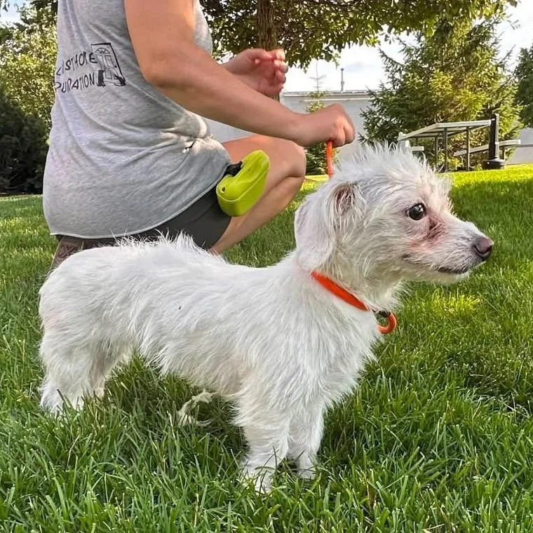 Mochi thumbnail 4