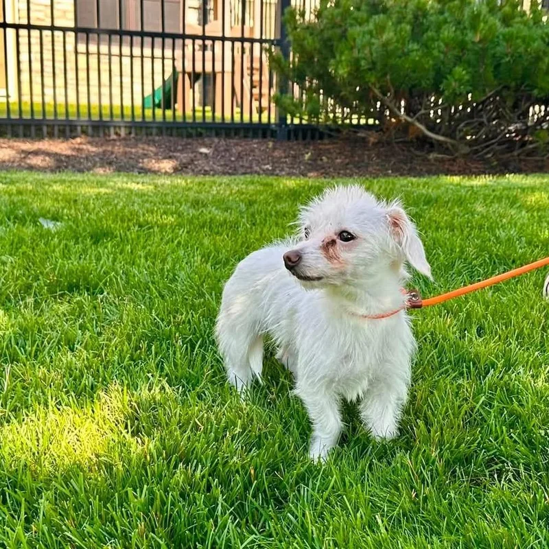 Mochi thumbnail 6