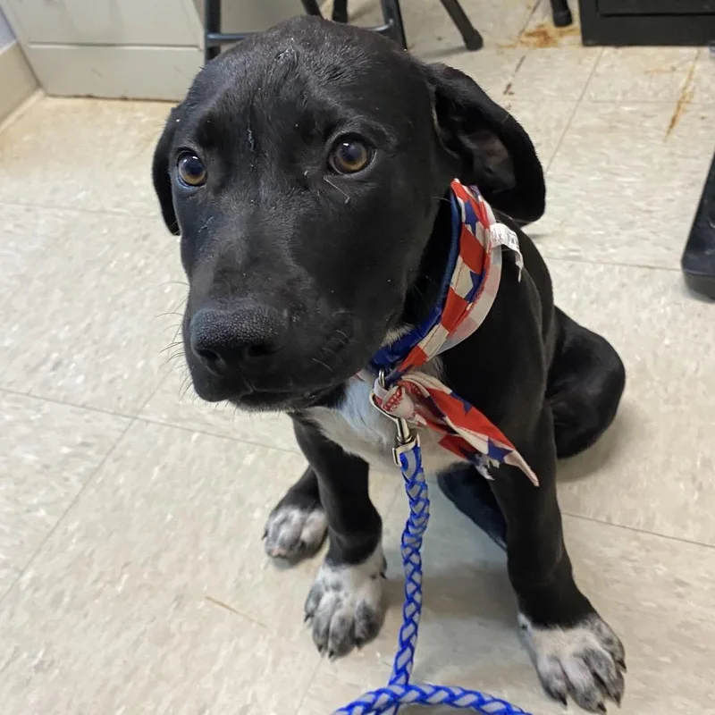 A baby medium-sized male Black Labrador Retriever dog named Silas for adoption in Franklin, NC