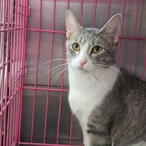 An adult medium-sized female Gray / Blue / Silver Domestic Short Hair cat named Asia for adoption in Downers Grove, IL