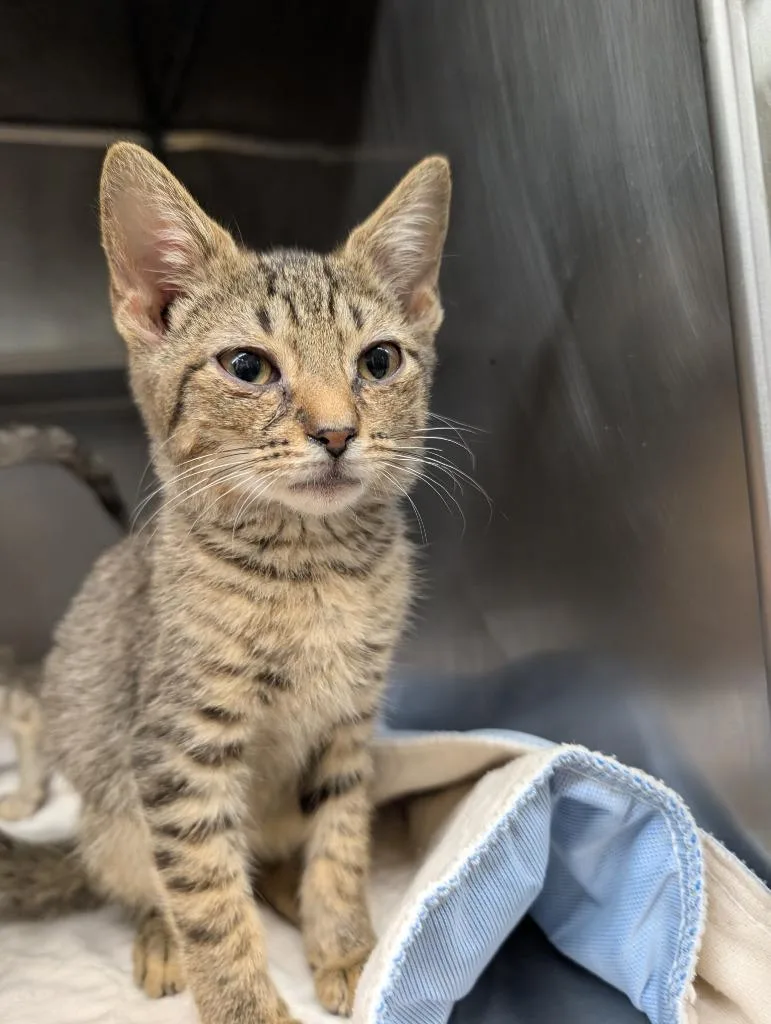 A baby small-sized female Domestic Short Hair cat named Enid for adoption in Sidney, NY