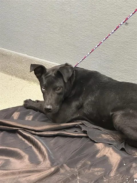A young medium-sized female Labrador Retriever dog named Lola for adoption in Las Vegas, NV