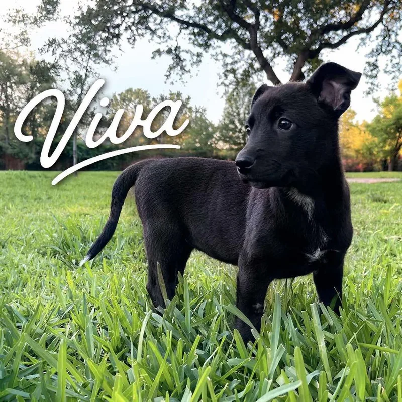 Viva P