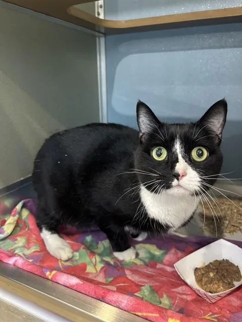 An adult small-sized female Domestic Short Hair cat named Penguin for adoption in Westminster, MD