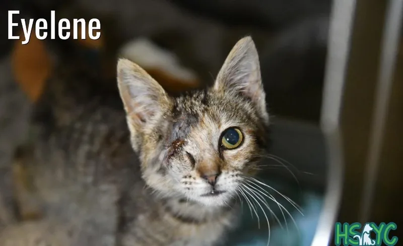 A baby medium-sized female Domestic Short Hair cat named Eyelene for adoption in Fort Mill, SC