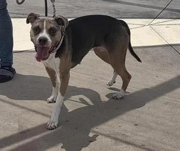 An adult large-sized female American Staffordshire Terrier dog named Kali for adoption in San Antonio, TX
