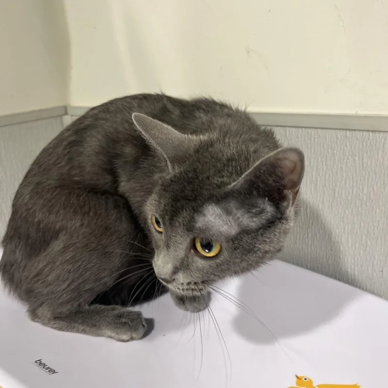 A young medium-sized female Gray / Blue / Silver Domestic Short Hair cat named Mimi for adoption in Tampa, FL
