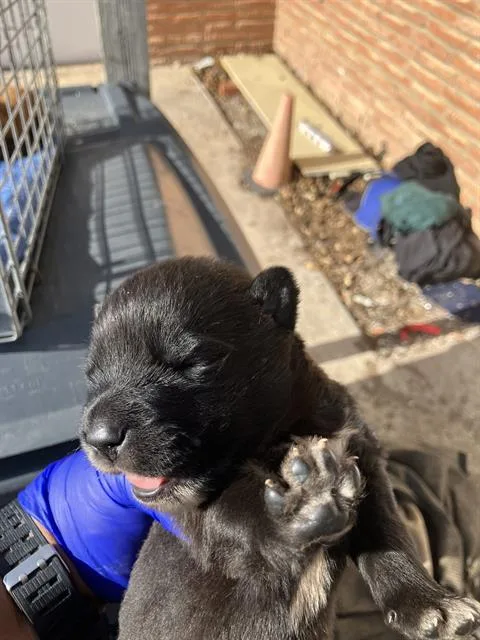 A baby medium-sized male Mixed Breed dog named Cole for adoption in Dallas, TX