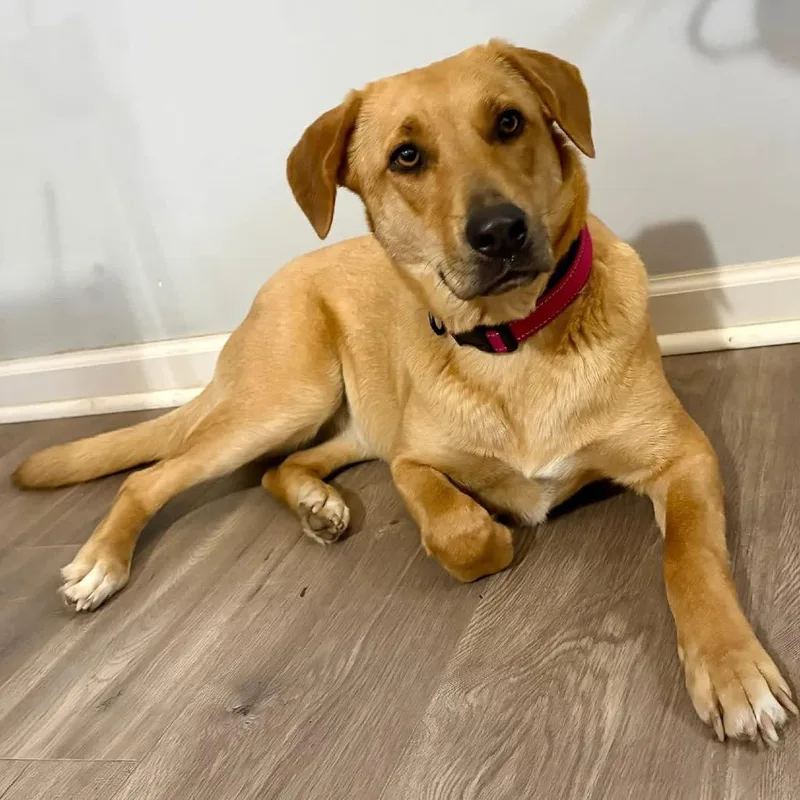 An adult medium-sized female Yellow / Tan / Blond / Fawn Labrador Retriever dog named Sandi for adoption in Medford, NJ