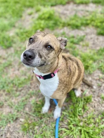 An adult large-sized female Catahoula Leopard Dog dog named Spuds for adoption in Vero Beach, FL