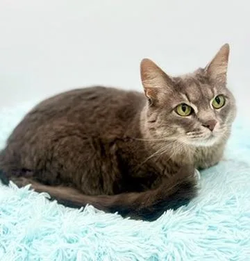 An adult medium-sized female Gray / Blue / Silver Domestic Long Hair cat named Smokey for adoption in Covington, LA