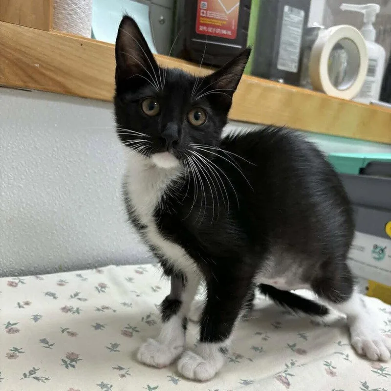A baby medium-sized female Black & White / Tuxedo Domestic Short Hair cat named Hail for adoption in Candler, NC
