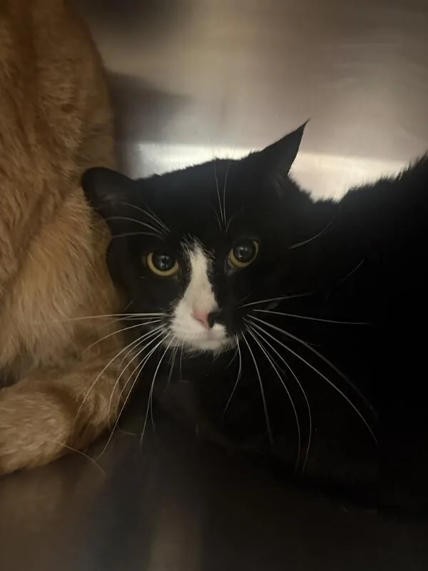An adult large-sized male Domestic Short Hair cat named Ferali for adoption in Cincinnati, OH