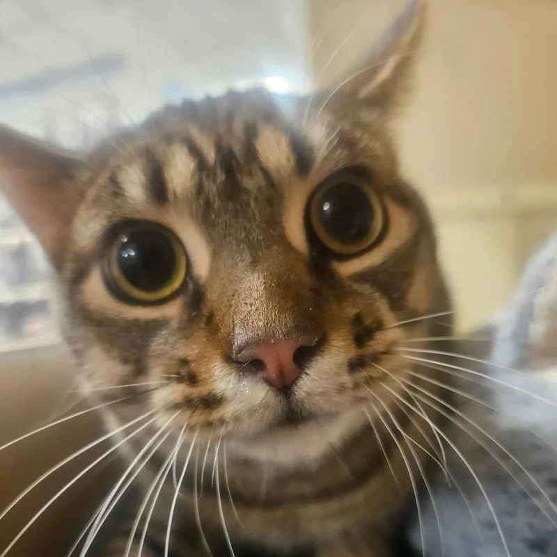 An adult small-sized male Brown / Chocolate Domestic Short Hair cat named Lightning Mcqueen for adoption in Grantsville, UT