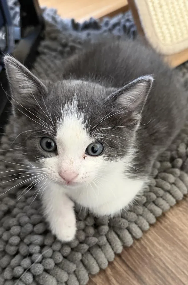 A baby medium-sized male Gray & White Domestic Short Hair cat named Locke for adoption in Richardson, TX