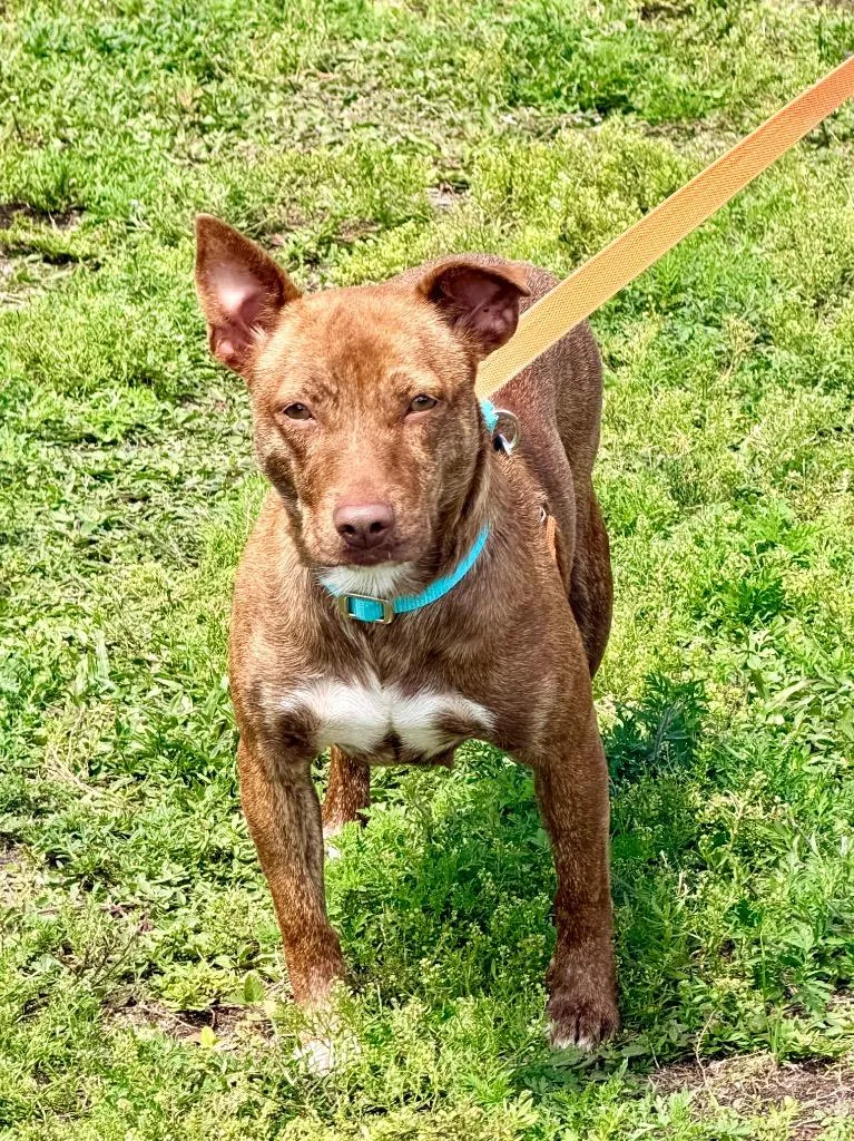 A senior medium-sized female Terrier dog named Locket for adoption in Cape Coral, FL