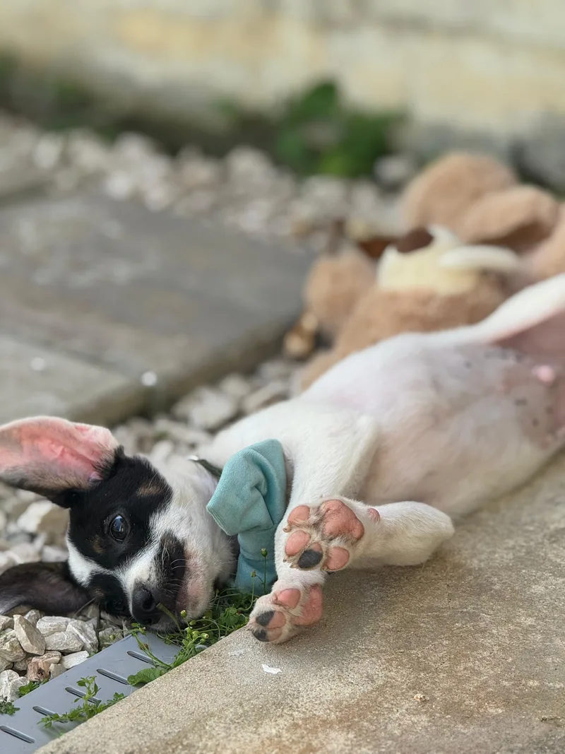 Huey The Littlest Love thumbnail 2