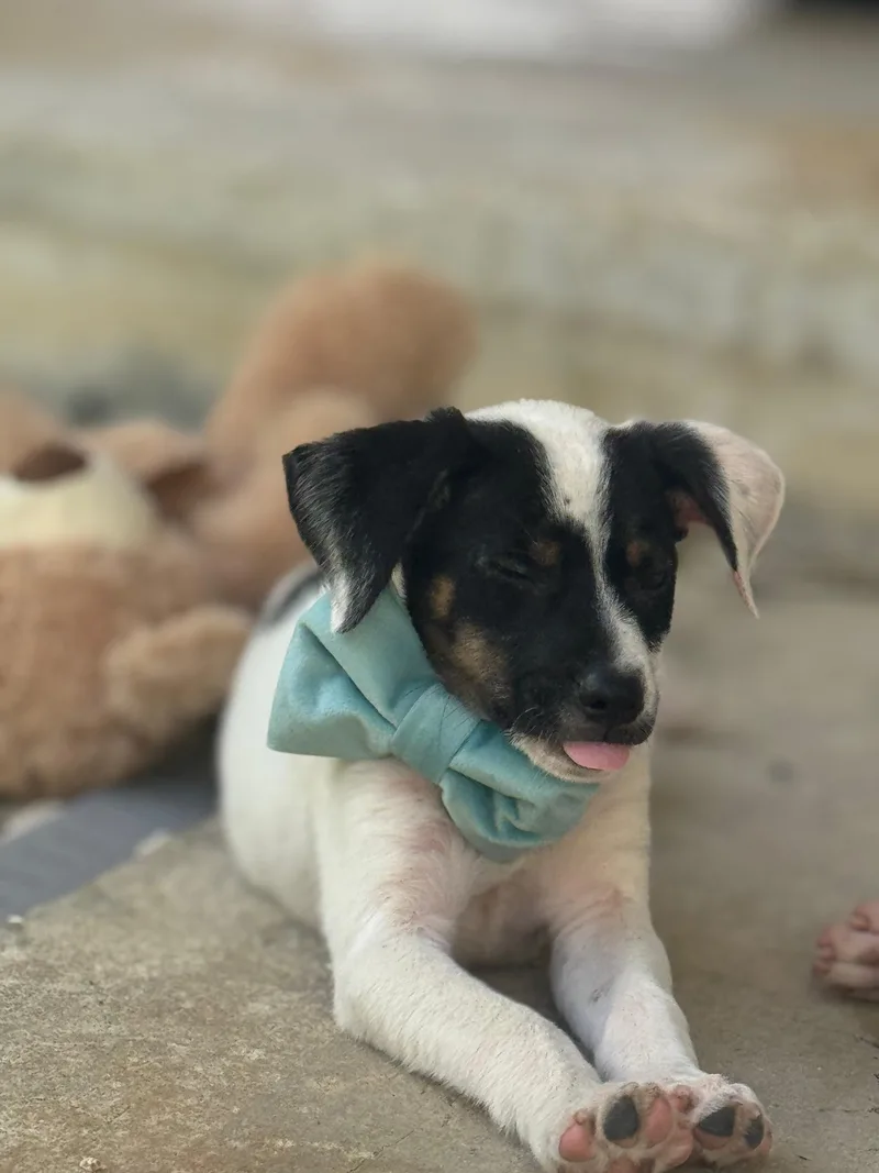 Huey The Littlest Love thumbnail 3