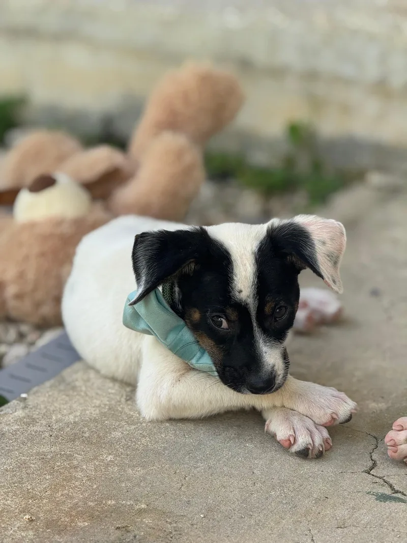 A baby medium-sized male Bicolor Beagle dog named Huey The Littlest Love for adoption in Carolina, PR