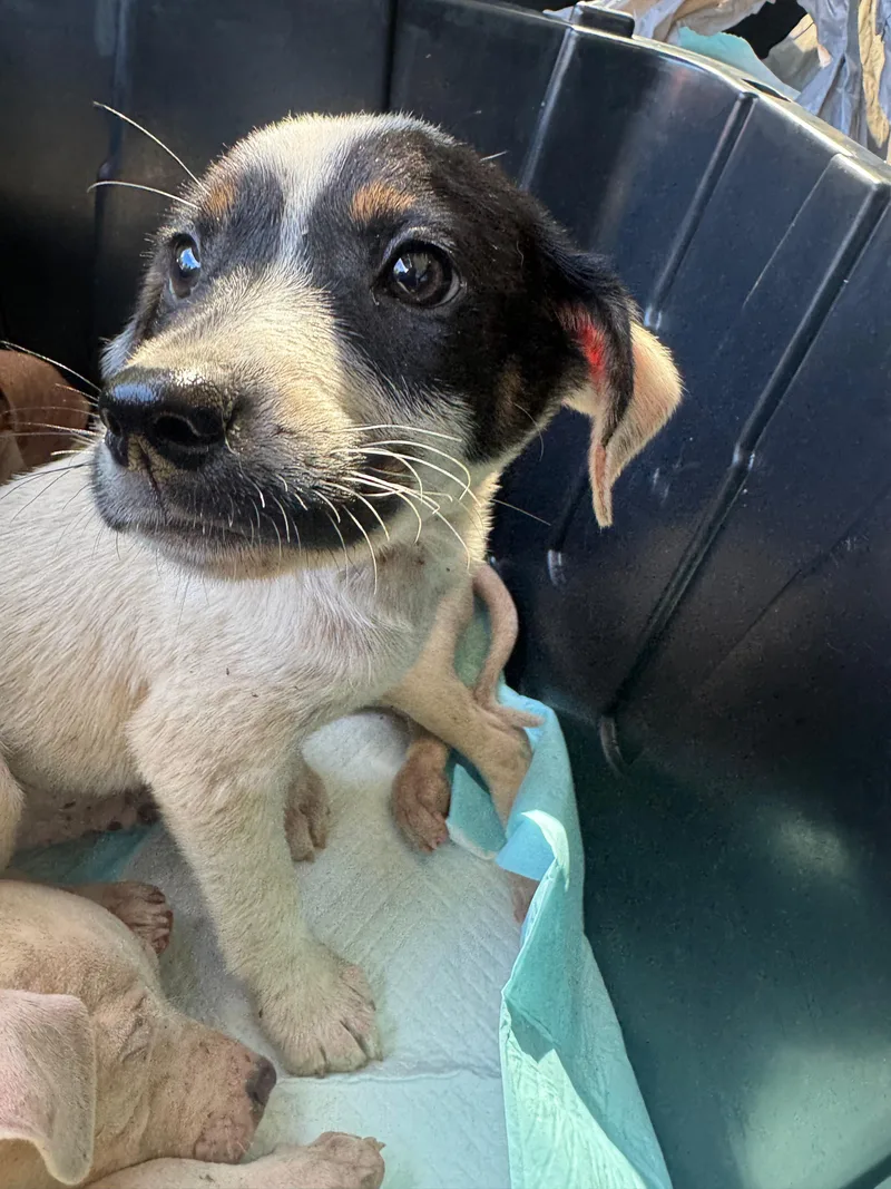 Huey The Littlest Love thumbnail 4