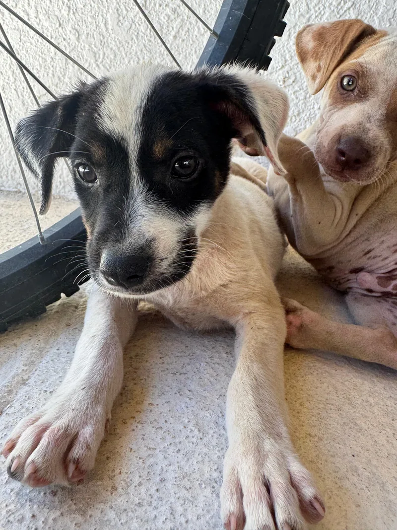 Huey The Littlest Love thumbnail 5