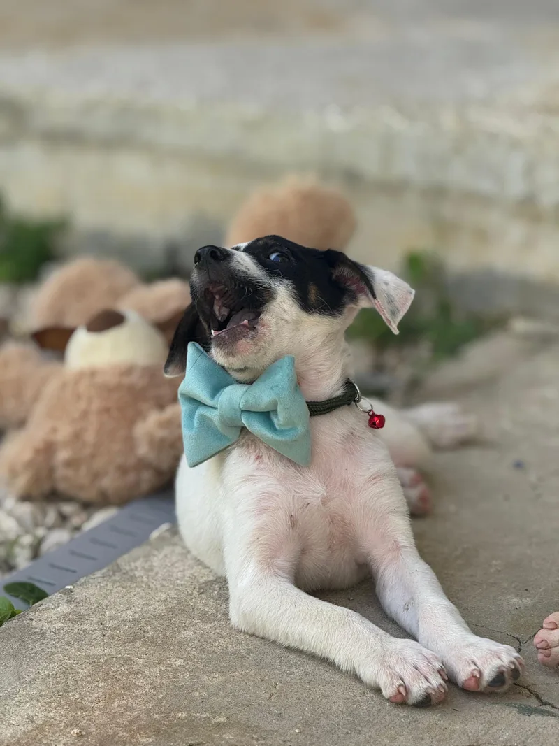 Huey The Littlest Love thumbnail 6