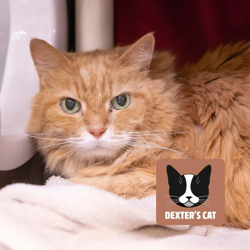 Garfield thumbnail 2