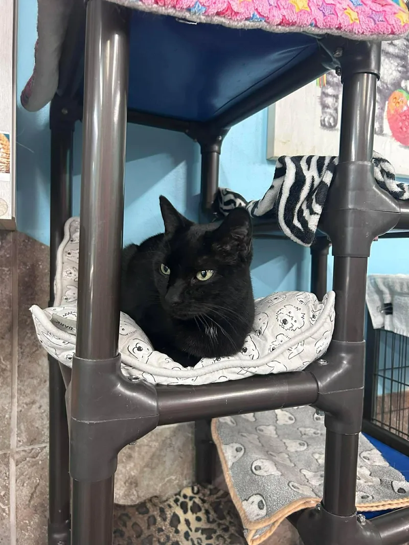 An adult medium-sized male Black American Shorthair cat named Ducky for adoption in St. George, UT