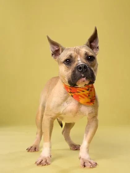 An adult medium-sized male Pit Bull Terrier dog named Titus for adoption in Atlanta, GA