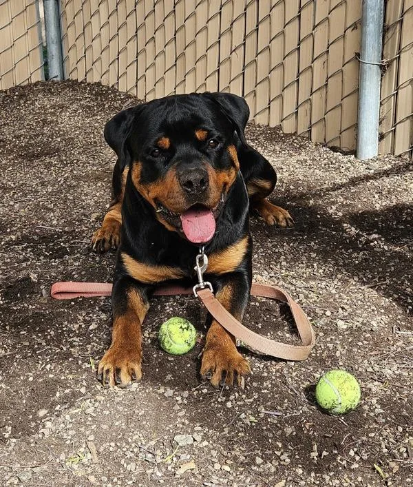An adult extra large-sized male Rottweiler dog named Leroy for adoption in Escondido, CA